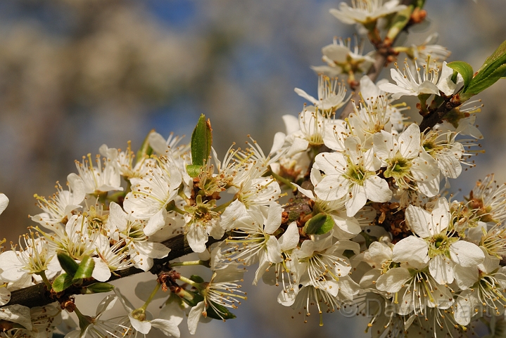 Blackthorn flower - A.jpg - Blackthorn flowers - Bedfordshire